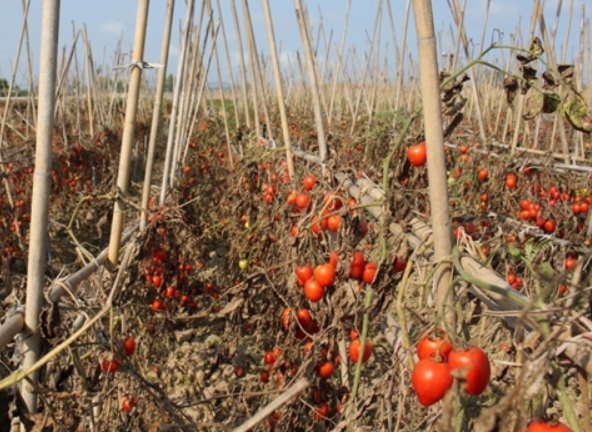 Xót xa cà chua chín đỏ rụng thối đầy đồng ở Nghệ An