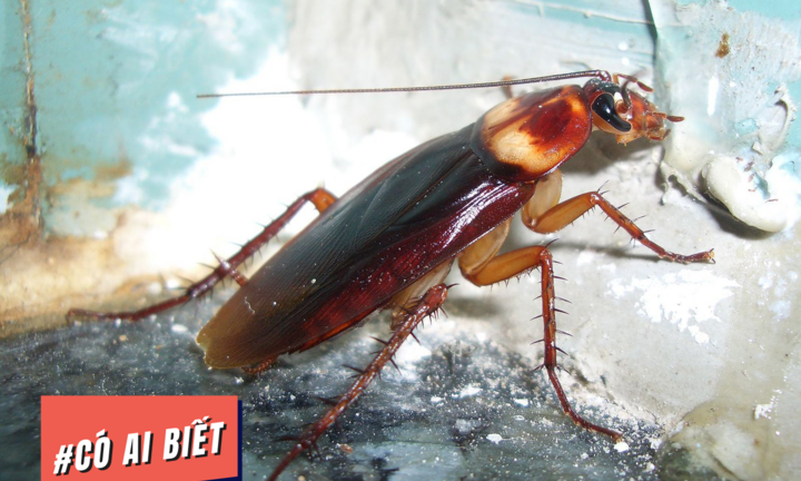 Có ai biết: Gián không hoàn toàn gây hại, thậm chí có thể tạo ra sữa bổ dưỡng