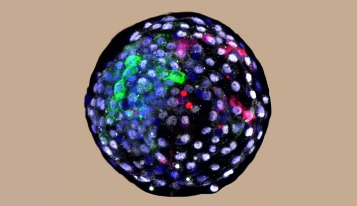 Tận thấy phôi thai lai giữa người và khỉ