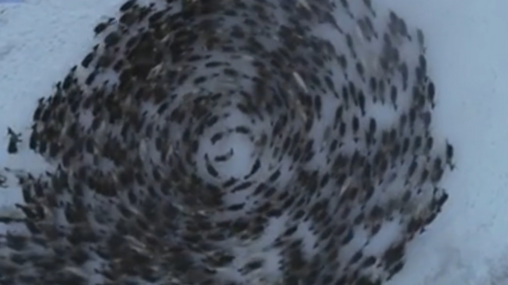 Video: Đẹp ngỡ ngàng với vòng xoáy tuần lộc nhìn từ trên cao