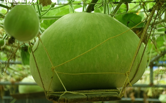 Ảnh: Về huyện đảo ở Hải Phòng chiêm ngưỡng giống bầu khổng lồ nặng tới 15kg