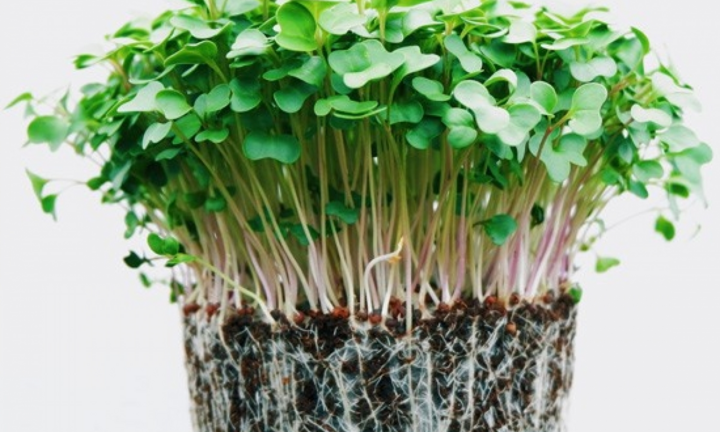 Có nên ăn rau mầm thường xuyên?