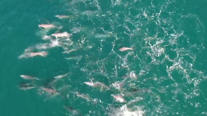 Video: Đàn cá heo khổng lồ chơi đùa gần bờ biển Australia