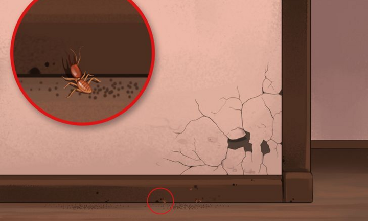 Coi chừng nhà bạn có mối mọt, sâu bọ nếu thấy những dấu hiệu này