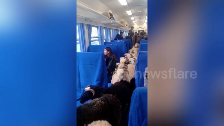 Video: Chuyến tàu chở gia súc độc đáo ở Trung Quốc