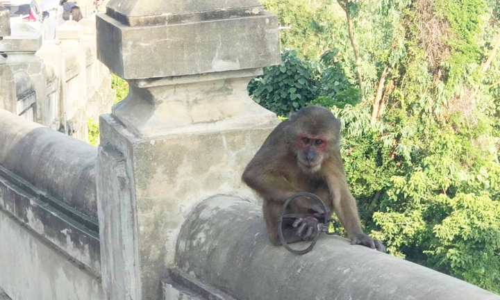 Khỉ mặt đỏ dính bẫy đứt lìa chân, Đà Nẵng kiến nghị trang bị súng, đạn gây mê