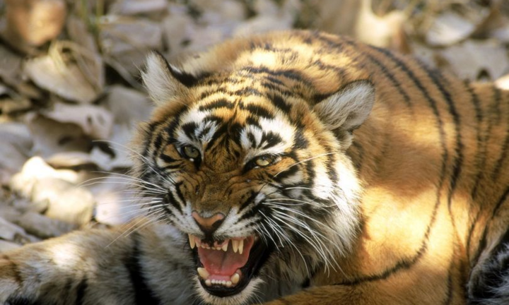 Cô gái thoát chết thần kỳ sau cú vồ của hổ Siberia 