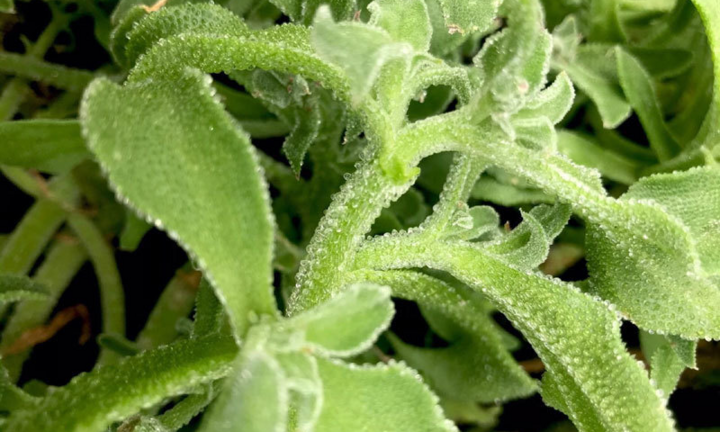 Rau kim cương đắt đỏ, dân Hà Nội vẫn mua sạch