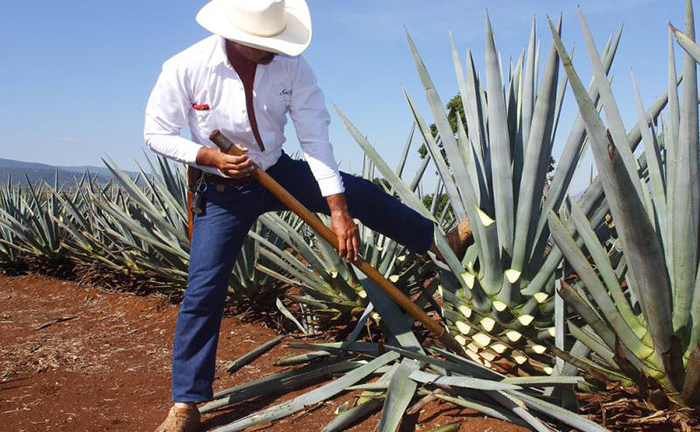 Clip: Xem cách người Mexico sản xuất rượu Tequila từ cây thùa
