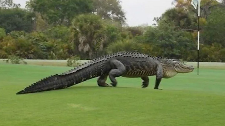 Video: Cá sấu khổng lồ xuất hiện trong sân tập bóng đá, cầu thủ phát hoảng