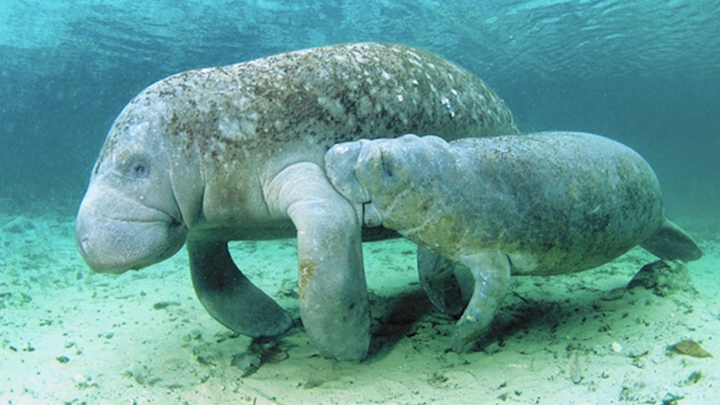 Video: Lợn biển chết kỷ lục ở Mỹ