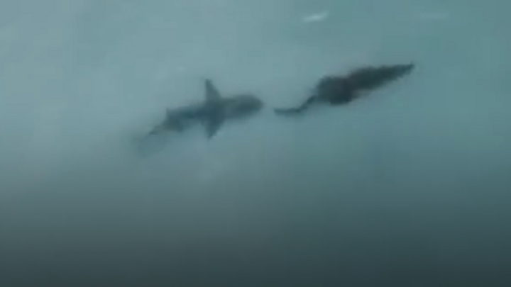Video: Cuộc truy đuổi kịch tính giữa cá mập và cá sấu trên vùng biển Australia