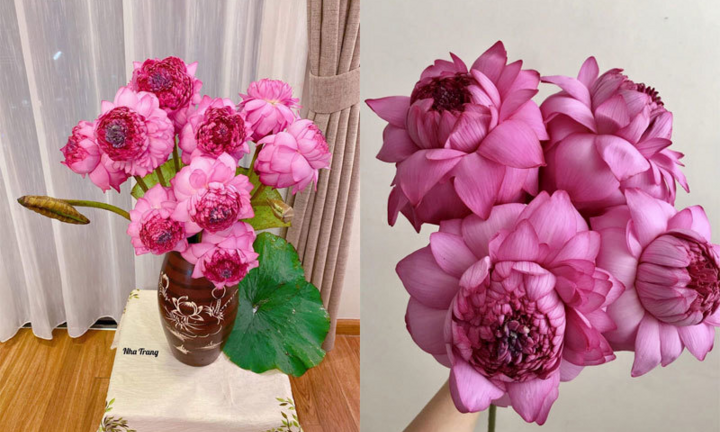 Đầu hè, chị em Hà thành ráo riết lùng mua loài sen lạ