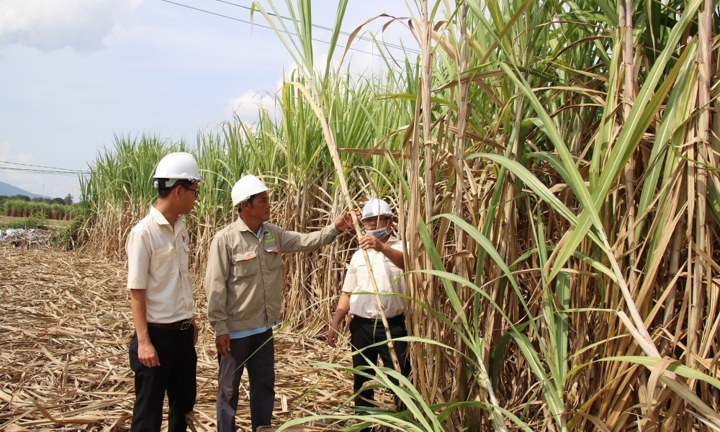 Vietsugar cùng nông dân phát triển vùng nguyên liệu mía