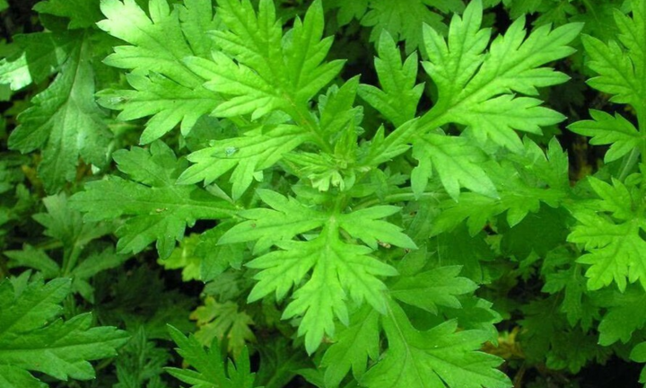 Ngải cứu có hoạt chất chống virus SARS-CoV-2 rất mạnh