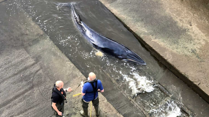 Video: Giải cứu cá voi dài gần 4m mắc cạn ở sông Thames