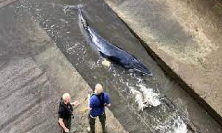 Video: Giải cứu cá voi mắc kẹt giữa lòng London