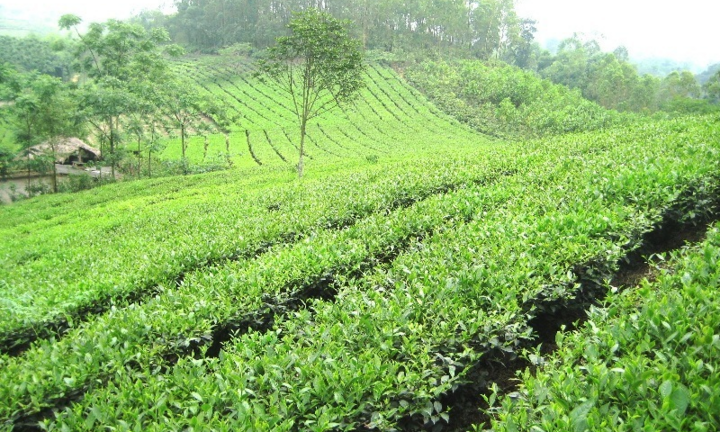 Trà Tân Cương - Giữ vững thương hiệu và chất lượng chè Thái Nguyên