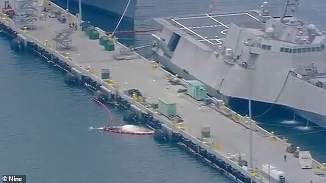 Mẹ con cá voi nằm chết dưới thân tàu chiến