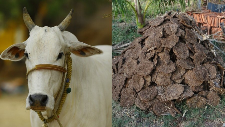 Hải quan Mỹ phát hoảng thấy bánh phân bò trong hành lý du khách Ấn Độ
