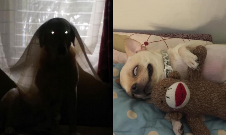 Không phải phim kinh dị, đây là lúc thú cưng báo hiệu bạn nên 'chạy ngay đi'