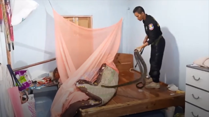 Video: Vây bắt rắn hổ mang chúa dài 2m dưới gầm giường nhà dân ở Thái Lan