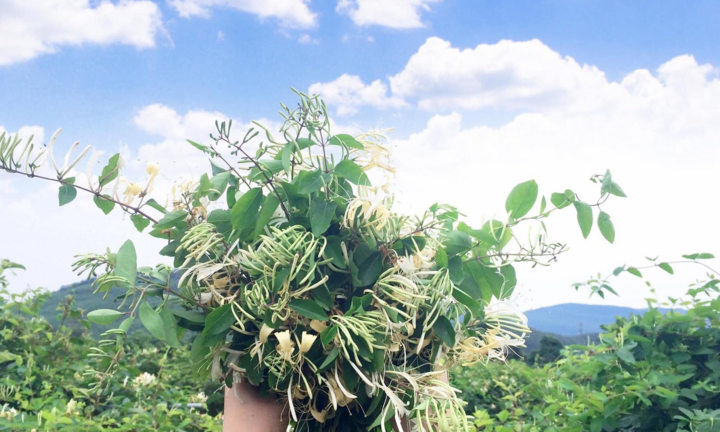 Dược thảo HerBest: Gom tinh túy đất trời, dâng món lành cho phụ nữ Việt