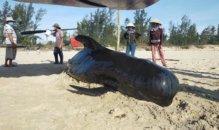 Cá heo nặng 8 tạ dạt vào bờ biển Quảng Nam