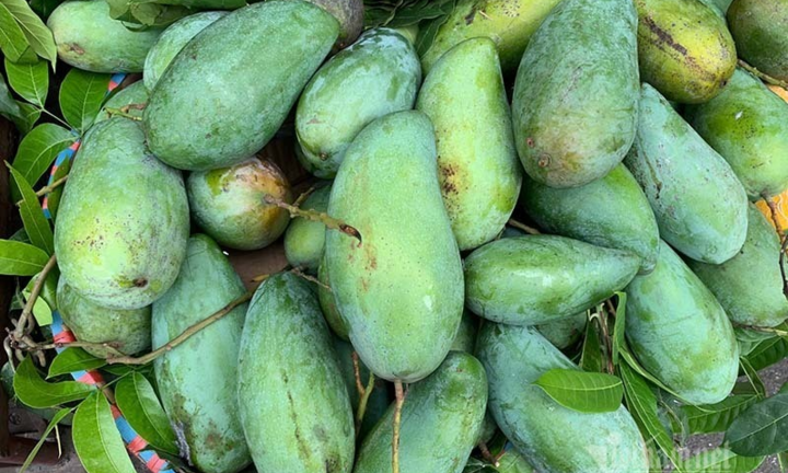 Giá xoài Việt thấp chưa từng có, có loại rẻ hơn rau