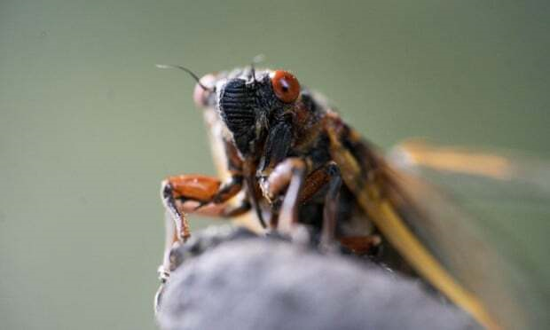 Ve sầu 'thây ma', nghiện tình dục xâm chiếm nước Mỹ