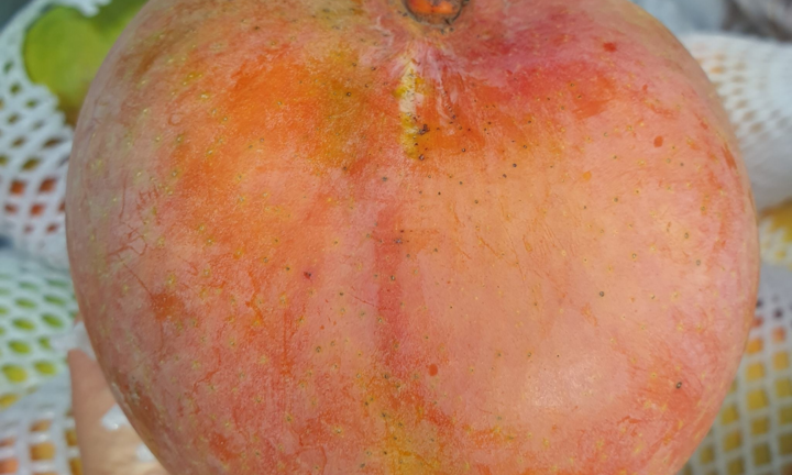 Xoài đỏ khổng lồ rớt giá thê thảm, 10.000 đồng/kg vẫn ế