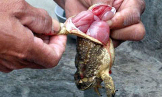 Ông gục chết tại chỗ, 2 cháu nhỏ nguy kịch sau bữa nhậu thịt cóc