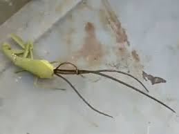 'Quái vật ngoài hành tinh' bò ra từ đầu bọ ngựa