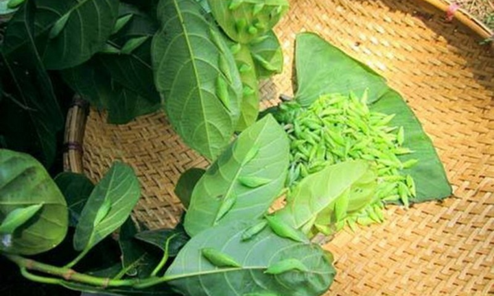 Mặc kệ nỗi sợ, người Tây Nguyên vẫn háo hức với thứ đặc sản không ai dám thử này