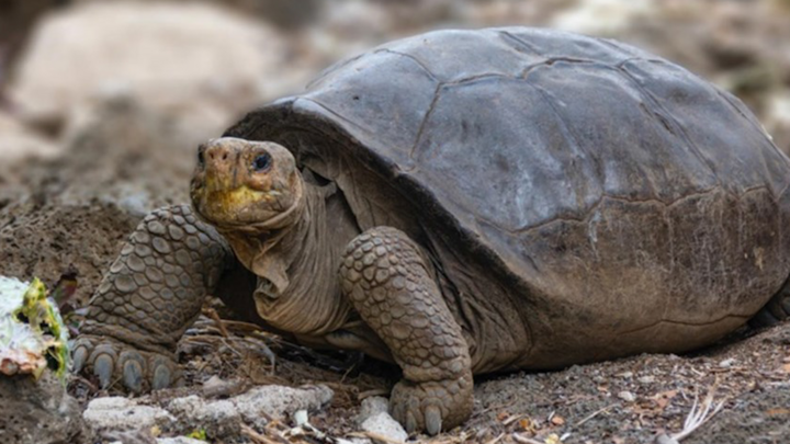 Video: Phát hiện rùa khổng lồ tuyệt chủng 100 năm trước ở Galapagos