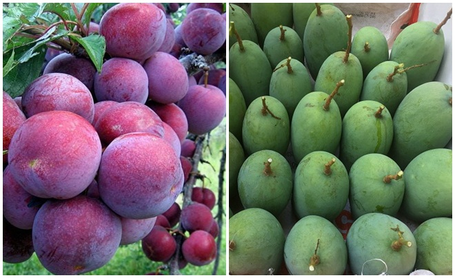 Đến lượt mận hậu, xoài Sơn La lên sàn thương mại điện tử