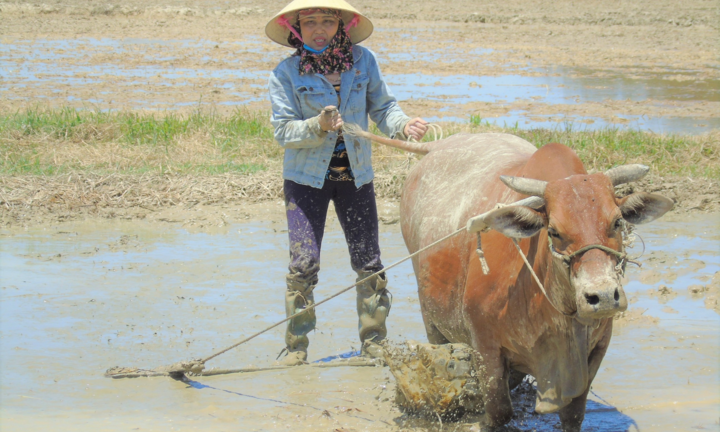 Nắng thiêu đốt 41 độ C, người dân vẫn hối hả ra đồng làm việc