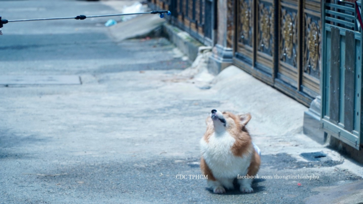 Chú chó được phun khử khuẩn ở Gò Vấp bỗng nổi tiếng trên mạng