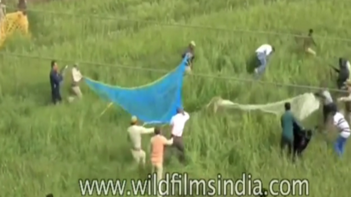 Video: Báo hoa mai phá lưới, tấn công kiểm lâm viên ở Ấn Độ