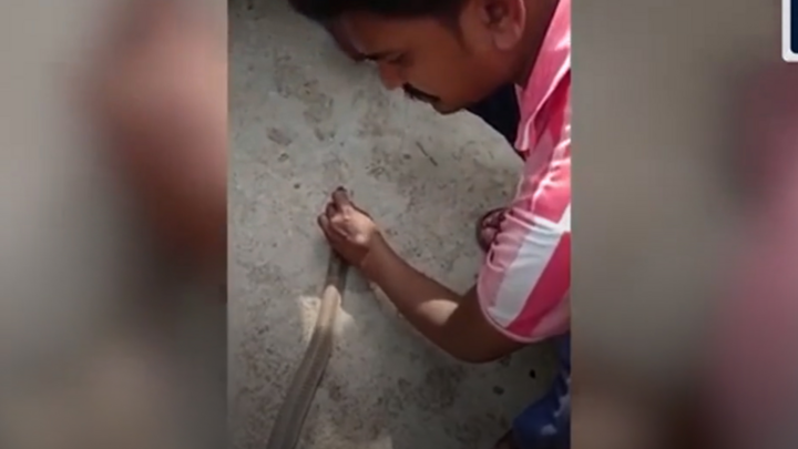 Video: Người đàn ông 'hô hấp nhân tạo' cứu sống rắn hổ mang