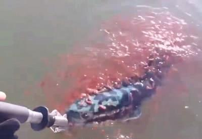 Cá mẹ cắn câu, nghìn con cá chuối hoa con lao tới bảo vệ