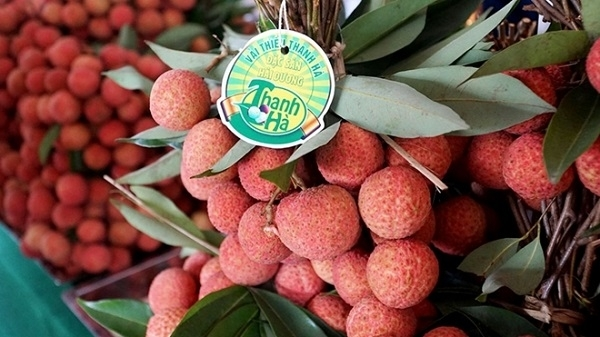 Lô vải thiều Thanh Hà đầu tiên được miễn thuế vừa xuất đi châu Âu