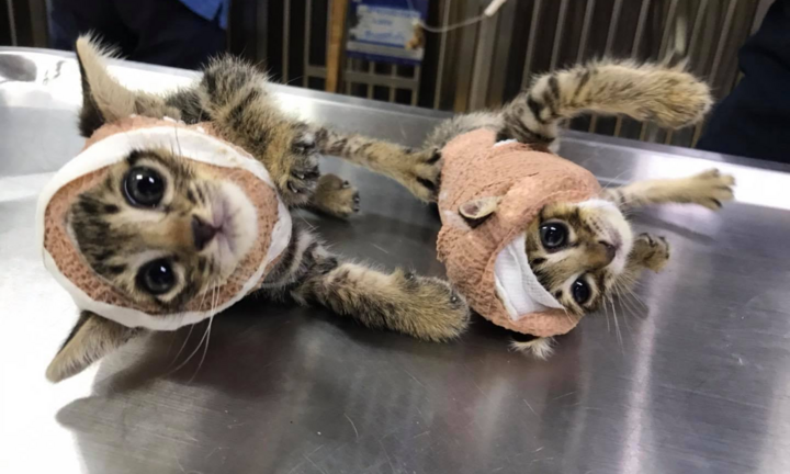 Sự thật bi hài đằng sau bức ảnh hai chú mèo ‘giang hồ’ bị bó bột gây bão mạng 