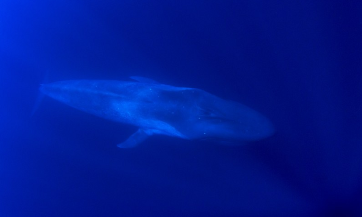 Máy dò bom hạt nhân 'đánh hơi' thấy tiếng hát kỳ quái dưới đáy đại dương