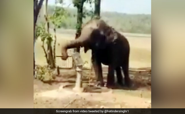 Học lỏm người dân, voi bơm nước từ giếng lên uống