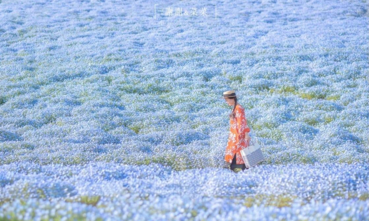 Thung lũng hoa mắt biếc đẹp như thiên đường, dạo bước cứ ngỡ đang đi trên mây