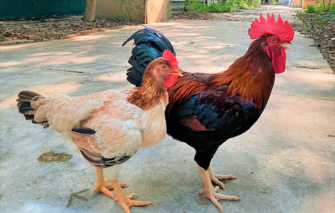 Giống gà Mía số 1- Dabaco: Tối ưu hiệu quả cho người chăn nuôi