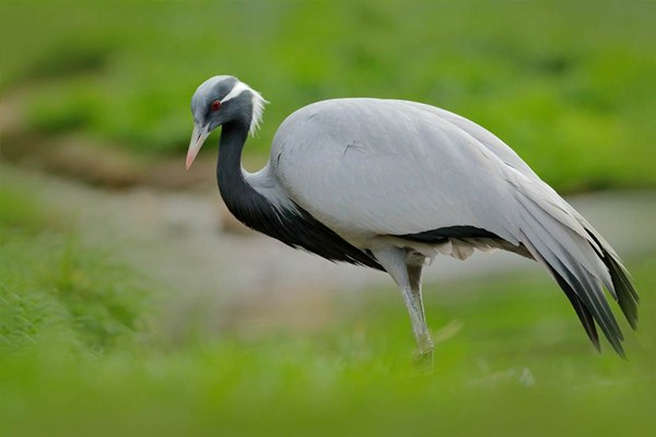 Không tìm được bạn tình, chú sếu Brazil 'yêu' chính mình trong gương