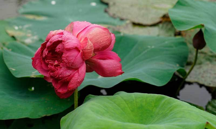 Sen sinh đôi độc lạ siêu đắt đỏ vẫn đắt hàng, chờ hai tháng mới được mua 1 bông