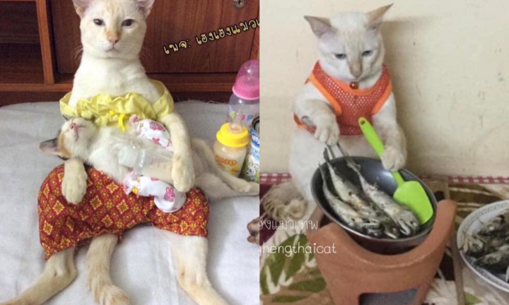 Sinh hoạt đời thường của loài mèo gây 'sốc': Cái gì cũng đến tay mẹ bỉm cân hết